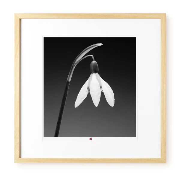 Kunstenaarsportret: Robert Mapplethorpe - KunstLoft