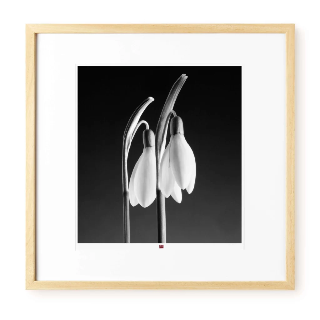 art-photography-flower-of-innocence