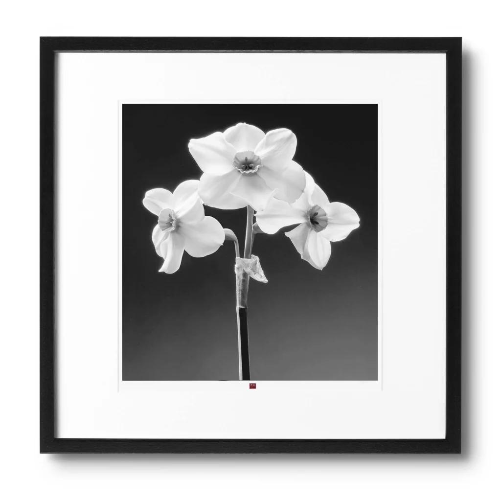 art-photography-flower-of-joy