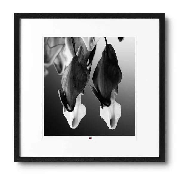 art-photography-flower-of-peace