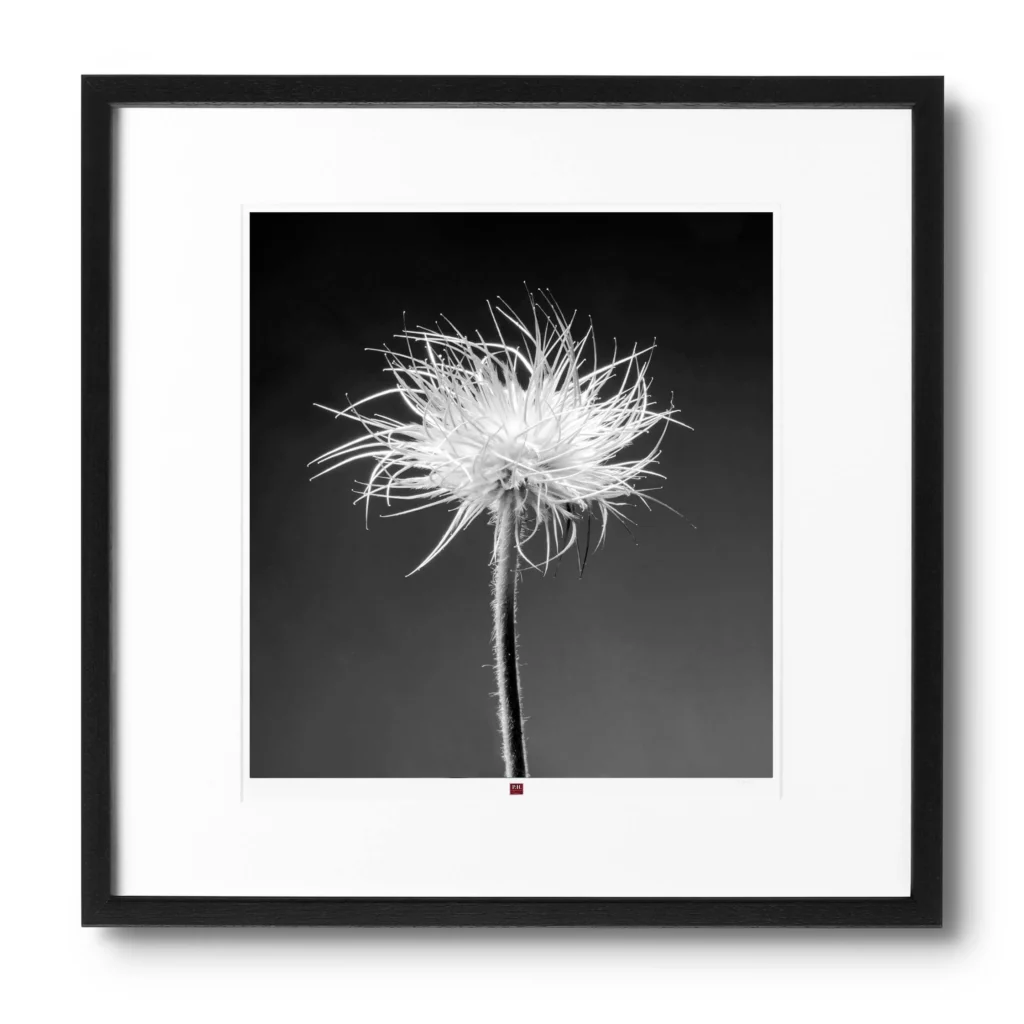 art-photography-flower-of-youth