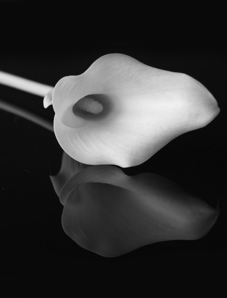 monochrome-shot-of-a-calla-lily
