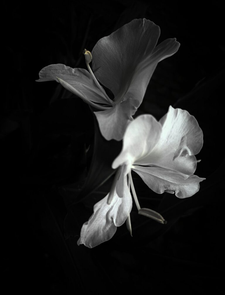 white-flower-on-black-background