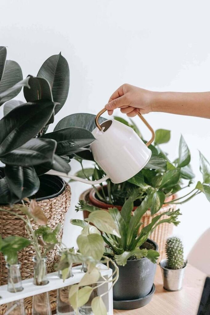 vergeet je planten geen water te geven