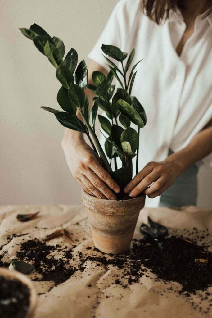 zorg dat de planten in de potten goed verzorgd zijn
