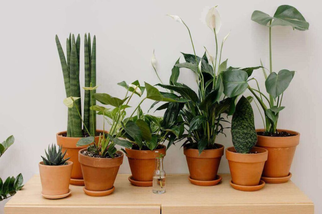 planten die gebruikt kunnen worden voor de wintertuin