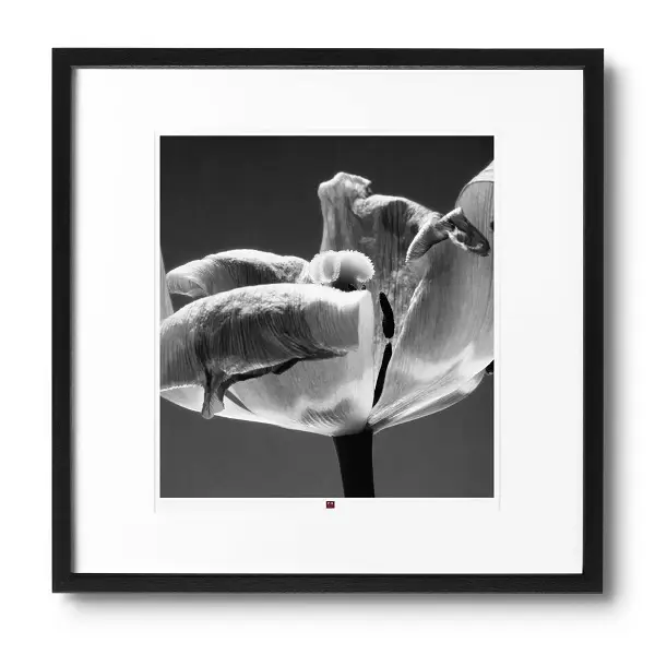 a photoo frame with a black and white flower of cordiality in black frame