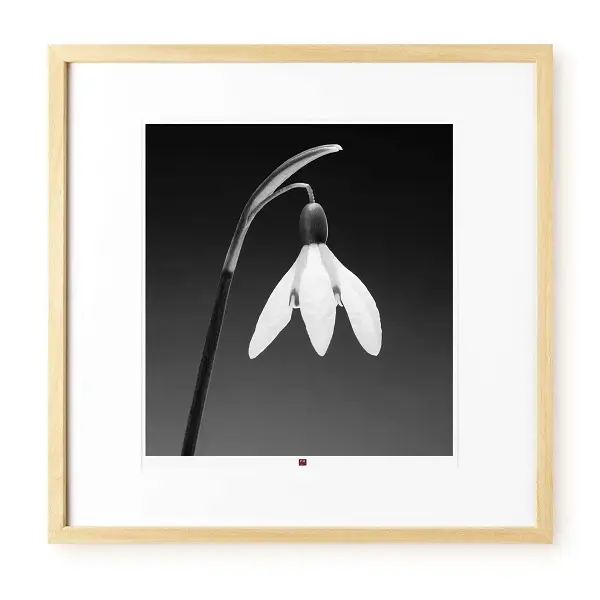 a portrait white black and white flower in beige frame